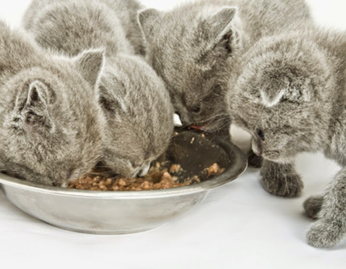 котята любят сухой корм