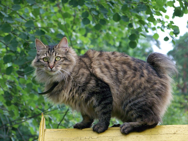 общие характеристики кошек породы Курильский бобтейл