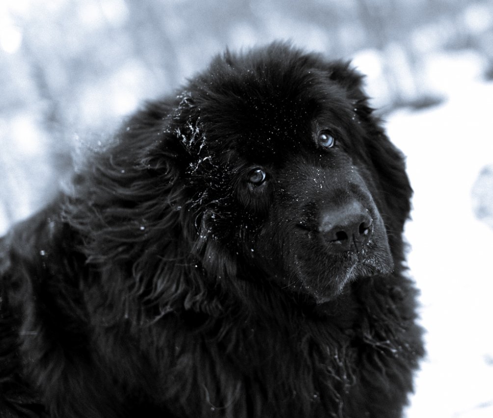 http://www.usatiki.ru/files/images/Newfoundland-Dog-In-The-Snow-Photo-1004x852.jpg