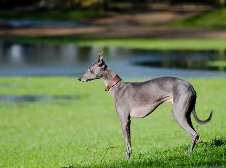 Грейхаунд - Страница 2 Greyhound21